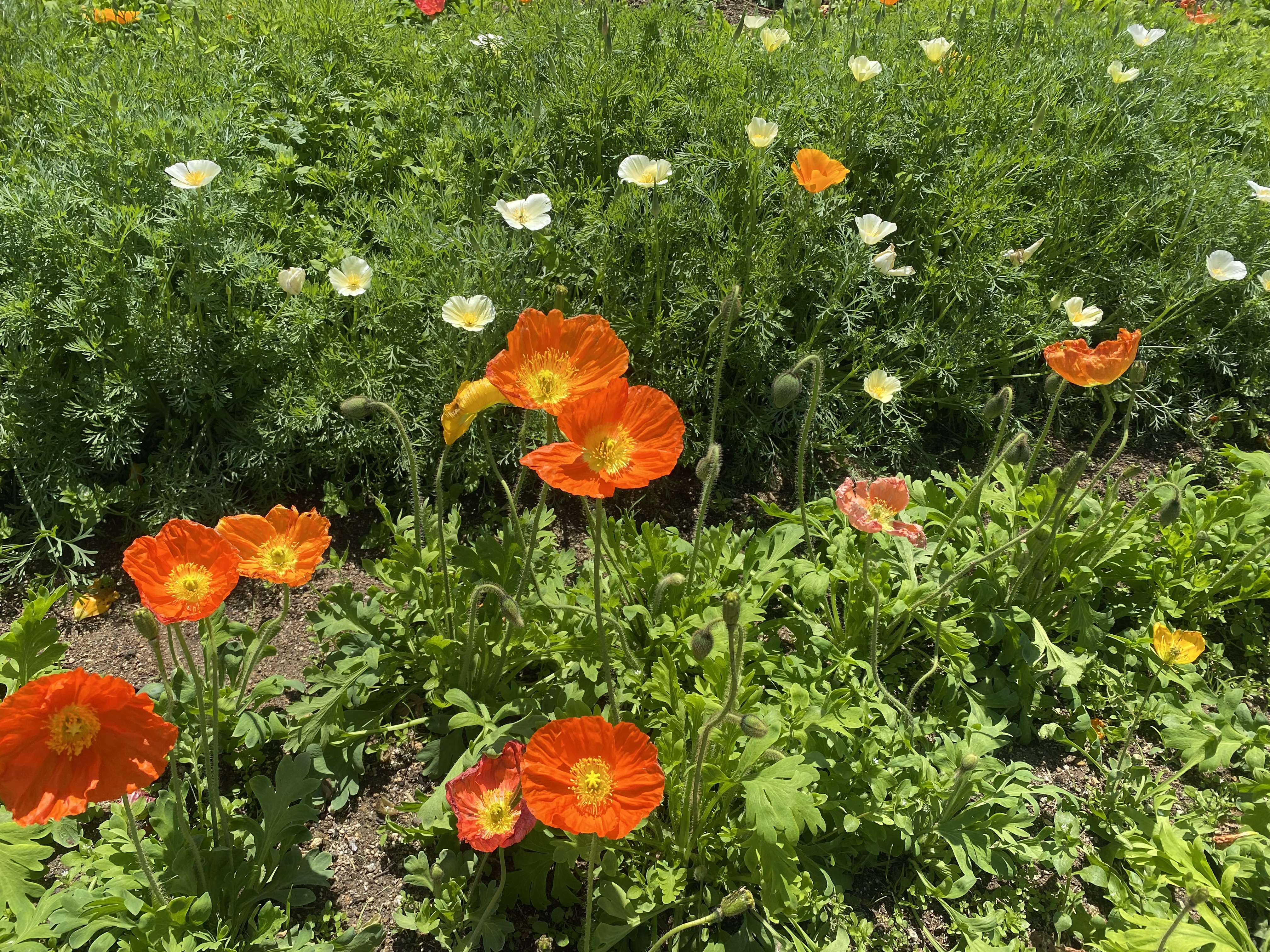 花の写真